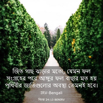 Picture 03 - যিচয়া 24:13 BENIRV - জিত গাছ ঝাড়ার মতো, - Bible Verse Picture