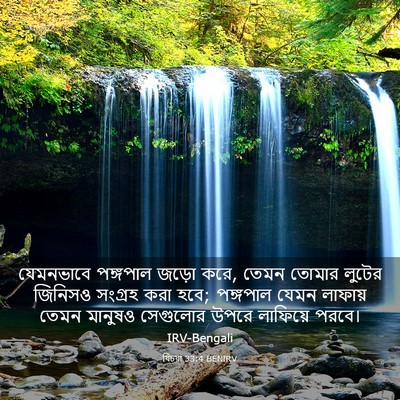 Picture 03 - যিচয়া 33:4 BENIRV - যেমনভাবে পঙ্গপাল - Bible Verse Picture