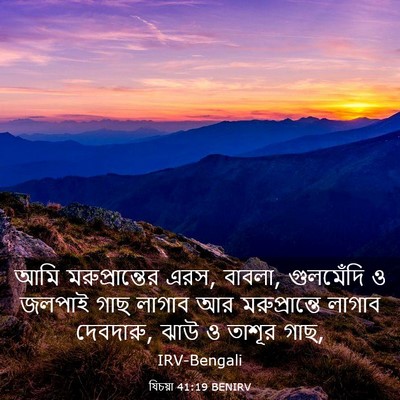 Picture 03 - যিচয়া 41:19 BENIRV - আমি মরুপ্রান্তের - Bible Verse Picture