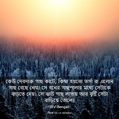 Picture 03 - যিচয়া 44:14 BENIRV - কেউ দেবদারু গাছ - Bible Verse Picture