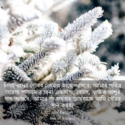 Picture 03 - যিচয়া 60:13 BENIRV - লিবানোনের গৌরব - Bible Verse Picture