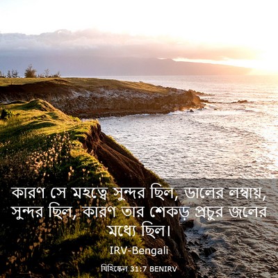 Picture 03 - যিহিষ্কেল 31:7 BENIRV - কারণ সে মহত্বে - Bible Verse Picture