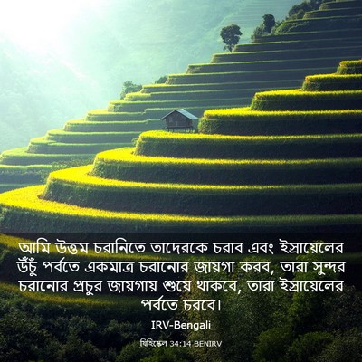 Picture 03 - যিহিষ্কেল 34:14 BENIRV - আমি উত্তম চরানিতে - Bible Verse Picture