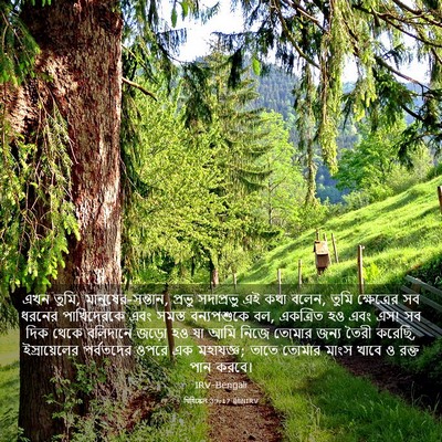 Picture 03 - যিহিষ্কেল 39:17 BENIRV - এখন তুমি, - Bible Verse Picture