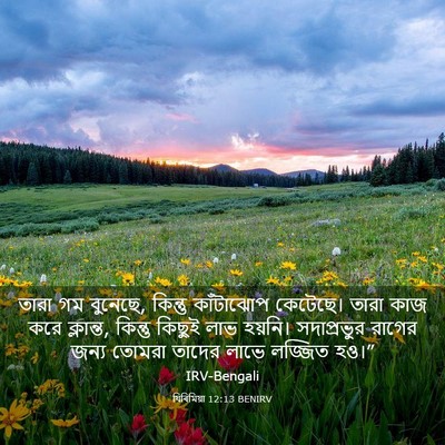 Picture 03 - যিৰিমিয়া 12:13 BENIRV - তারা গম বুনেছে, - Bible Verse Picture
