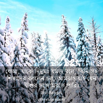 Picture 03 - যোহন 11:16 BENIRV - থোমা, যাকে দিদুমঃ - Bible Verse Picture