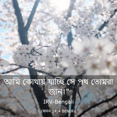 Picture 03 - যোহন 14:4 BENIRV - আমি কোথায় যাচ্ছি - Bible Verse Picture