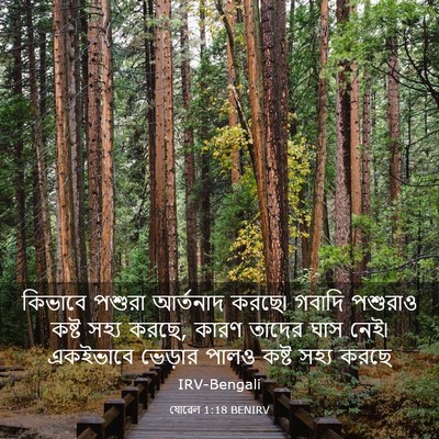 Picture 03 - যোৱেল 1:18 BENIRV - কিভাবে পশুরা - Bible Verse Picture