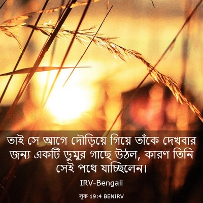Picture 03 - লূক 19:4 BENIRV - তাই সে আগে - Bible Verse Picture