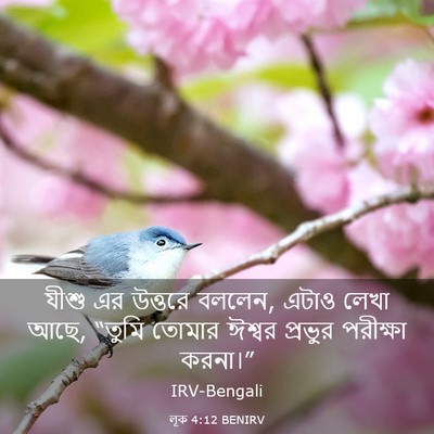Picture 03 - লূক 4:12 BENIRV - যীশু এর উত্তরে - Bible Verse Picture
