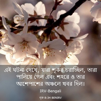 Picture 03 - লূক 8:34 BENIRV - এই ঘটনা দেখে, যারা - Bible Verse Picture