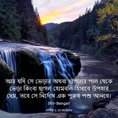 Picture 03 - লেবীয়া 1:10 BENIRV - আর যদি সে ভেড়ার - Bible Verse Picture