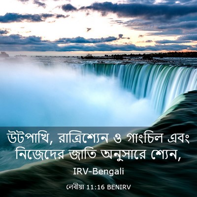 Picture 03 - লেবীয়া 11:16 BENIRV - উটপাখি, - Bible Verse Picture