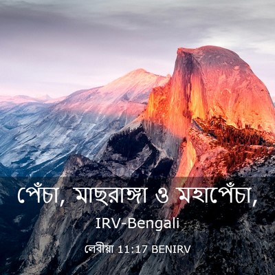 Picture 03 - লেবীয়া 11:17 BENIRV - পেঁচা, মাছরাঙ্গা ও - Bible Verse Picture