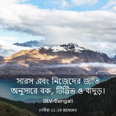 Picture 03 - লেবীয়া 11:19 BENIRV - সারস এবং নিজেদের - Bible Verse Picture
