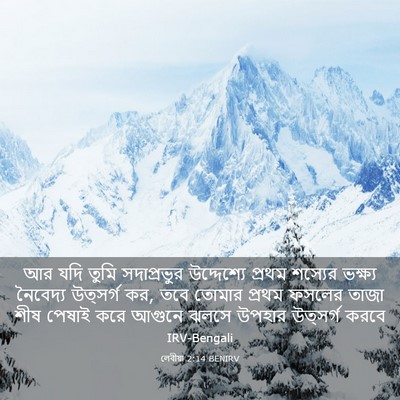 Picture 03 - লেবীয়া 2:14 BENIRV - আর যদি তুমি - Bible Verse Picture