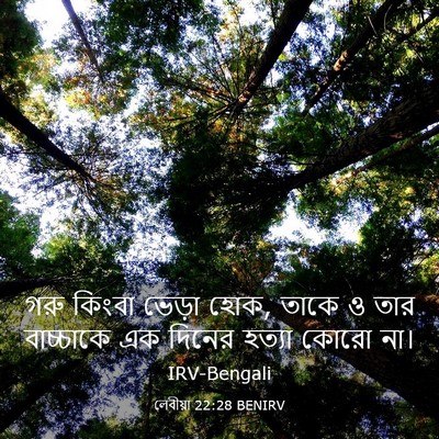 Picture 03 - লেবীয়া 22:28 BENIRV - গরু কিংবা ভেড়া - Bible Verse Picture