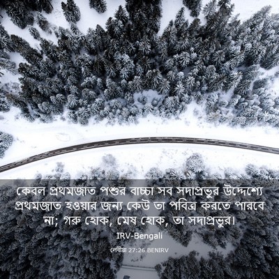Picture 03 - লেবীয়া 27:26 BENIRV - কেবল প্রথমজাত - Bible Verse Picture