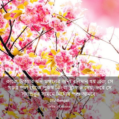 Picture 03 - লেবীয়া 3:1 BENIRV - কারো উপহার যদি - Bible Verse Picture
