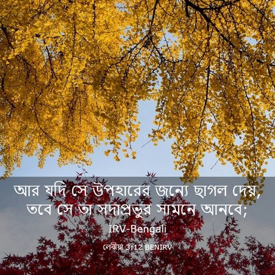 Picture 03 - লেবীয়া 3:12 BENIRV - আর যদি সে উপহারের - Bible Verse Picture