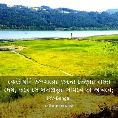 Picture 03 - লেবীয়া 3:7 BENIRV - কেউ যদি উপহারের - Bible Verse Picture