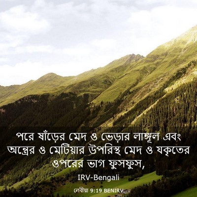 Picture 03 - লেবীয়া 9:19 BENIRV - পরে ষাঁড়ের মেদ ও - Bible Verse Picture