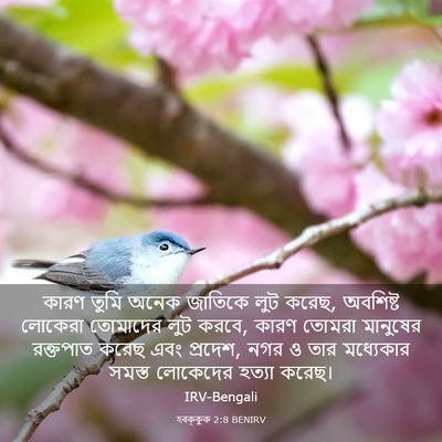 Picture 03 - হবক্কুক 2:8 BENIRV - কারণ তুমি অনেক - Bible Verse Picture