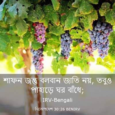 Picture 03 - হিতোপদেশ 30:26 BENIRV - শাফন জন্তু বলবান - Bible Verse Picture