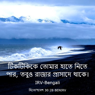 Picture 03 - হিতোপদেশ 30:28 BENIRV - টিকটিকিকে তোমার - Bible Verse Picture