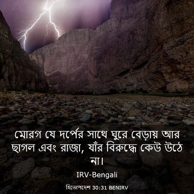 Picture 03 - হিতোপদেশ 30:31 BENIRV - মোরগ যে দর্পের - Bible Verse Picture