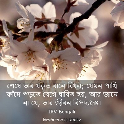Picture 03 - হিতোপদেশ 7:23 BENIRV - শেষে তার যকৃত বানে - Bible Verse Picture