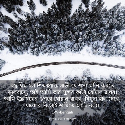 Picture 03 - হোচেয়া 10:11 BENIRV - ইফ্রয়িম হল - Bible Verse Picture