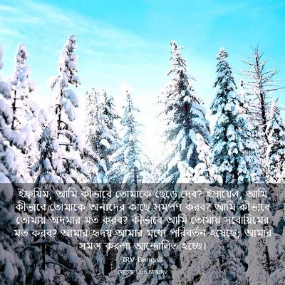 Picture 03 - হোচেয়া 11:8 BENIRV - ইফ্রয়িম, আমি - Bible Verse Picture