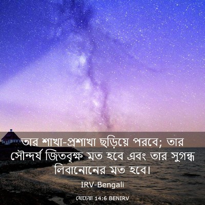 Picture 03 - হোচেয়া 14:6 BENIRV - তার শাখা-প্রশাখা - Bible Verse Picture