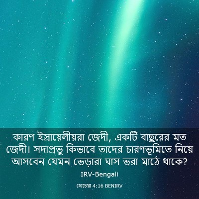 Picture 03 - হোচেয়া 4:16 BENIRV - কারণ - Bible Verse Picture