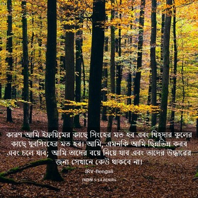 Picture 03 - হোচেয়া 5:14 BENIRV - কারণ আমি - Bible Verse Picture