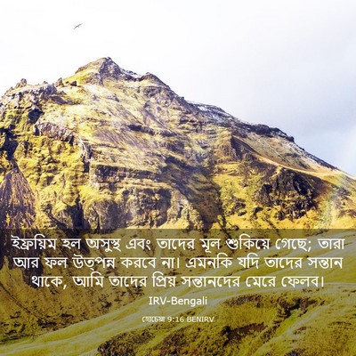 Picture 03 - হোচেয়া 9:16 BENIRV - ইফ্রয়িম হল - Bible Verse Picture