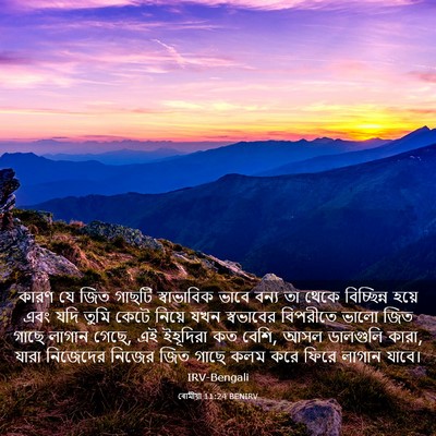 Picture 03 - ৰোমীয়া 11:24 BENIRV - কারণ যে জিত গাছটি - Bible Verse Picture