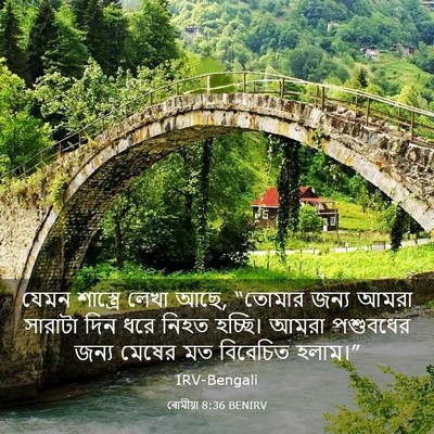 Picture 03 - ৰোমীয়া 8:36 BENIRV - যেমন শাস্ত্রে - Bible Verse Picture