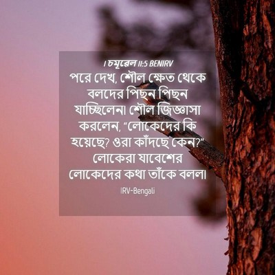 Picture 04 - 1 চমূৱেল 11:5 BENIRV - পরে দেখ, শৌল ক্ষেত - Bible Verse Picture