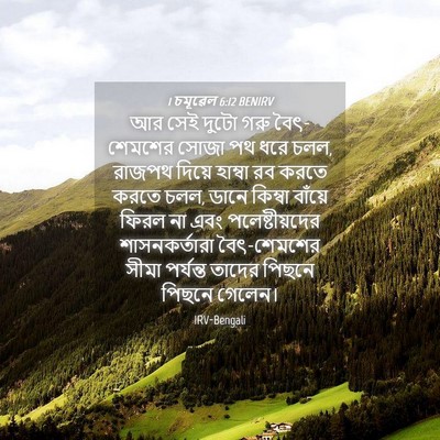 Picture 04 - 1 চমূৱেল 6:12 BENIRV - আর সেই দুটো গরু - Bible Verse Picture