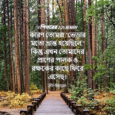 Picture 04 - 1 পিতরের 2:25 BENIRV - কারণ তোমরা - Bible Verse Picture