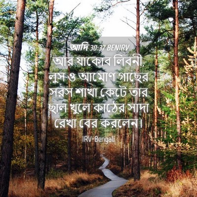Picture 04 - আদি 30:37 BENIRV - আর যাকোব লিবনী, লুস - Bible Verse Picture