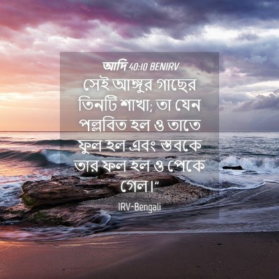 Picture 04 - আদি 40:10 BENIRV - সেই আঙ্গুর গাছের - Bible Verse Picture