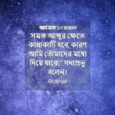 Picture 04 - আমোচ 5:17 BENIRV - সমস্ত আঙ্গুর - Bible Verse Picture