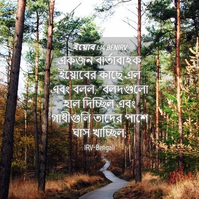 Picture 04 - ইয়োব 1:14 BENIRV - একজন বার্তাবাহক - Bible Verse Picture