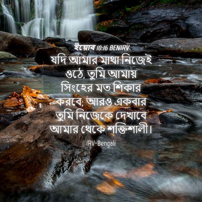 Picture 04 - ইয়োব 10:16 BENIRV - যদি আমার মাথা - Bible Verse Picture