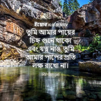 Picture 04 - ইয়োব 14:16 BENIRV - তুমি আমার পায়ের - Bible Verse Picture