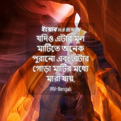 Picture 04 - ইয়োব 14:8 BENIRV - যদিও এটার মূল - Bible Verse Picture