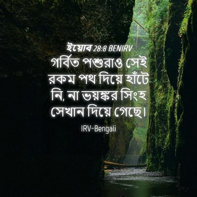 Picture 04 - ইয়োব 28:8 BENIRV - গর্বিত পশুরাও সেই - Bible Verse Picture